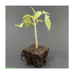 HGA Garden Eazy Plug 50 - sadbovací kostky 50ks