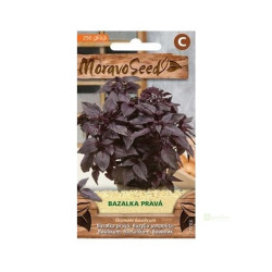 Semínka MoravoSeed Bazalka pravá, červená 71703
