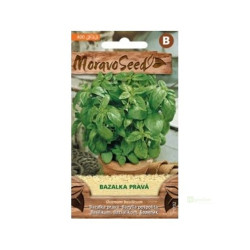 Semínka MoravoSeed Bazalka pravá, zelená 71702