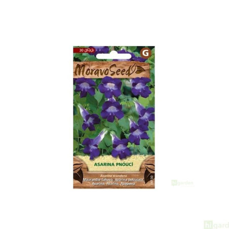 Semínka MoravoSeed Asarina pnoucí, fialová 00130
