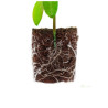 Root!t Dry Peat Free Plug bez sadbovače, 1ks