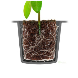 Root!t Dry Peat Free 24 Cell Filled Tray se sadbovačem, 29.5x19x4cm