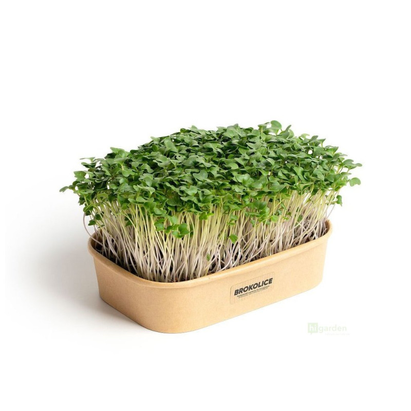 Sada pro pěstování Microgreens - Brokolice Calabrese