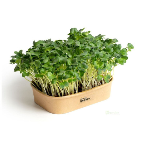 Sada pro pěstování Microgreens - Ředkev Daikon
