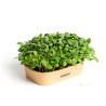 Sada pro pěstování Microgreens - Slunečnice