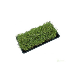 Garland Microgreens Tray 56x28x6 cm, podmiska černá hlubší s drenáží