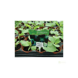 Plant Label, bílé popisovací štítky, 10ks